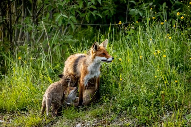 Fox with puppies