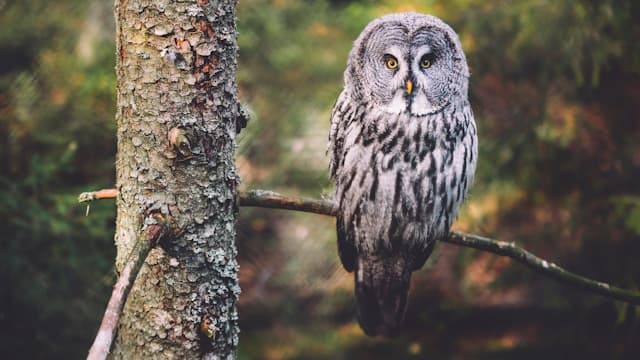 Owl in forest