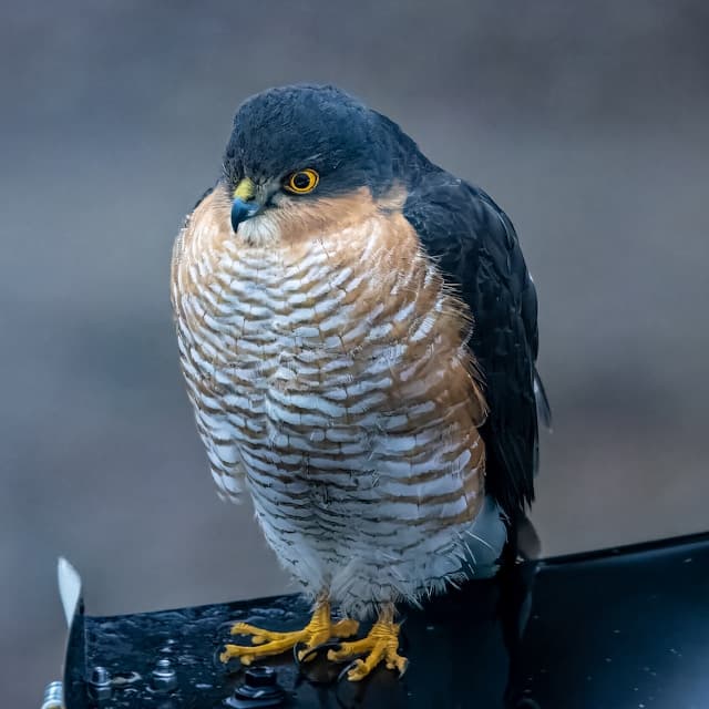 Sparrowhawk