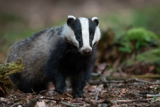 Badger