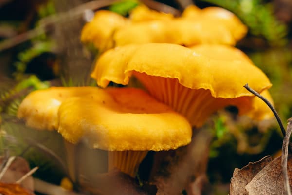 Mushroom picking