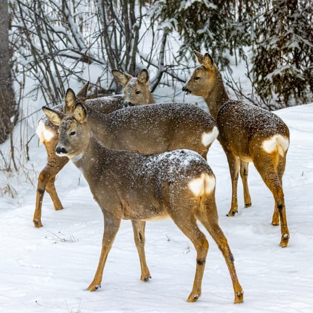 Deer